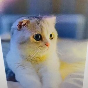 Meet your Posher, Junior